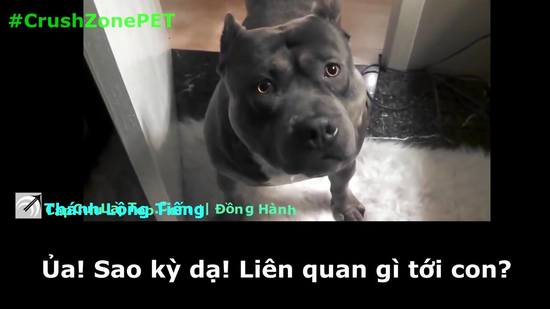 Clip hài hước về Chó Lu, xem xong cười muốn rụng răng=)))))))