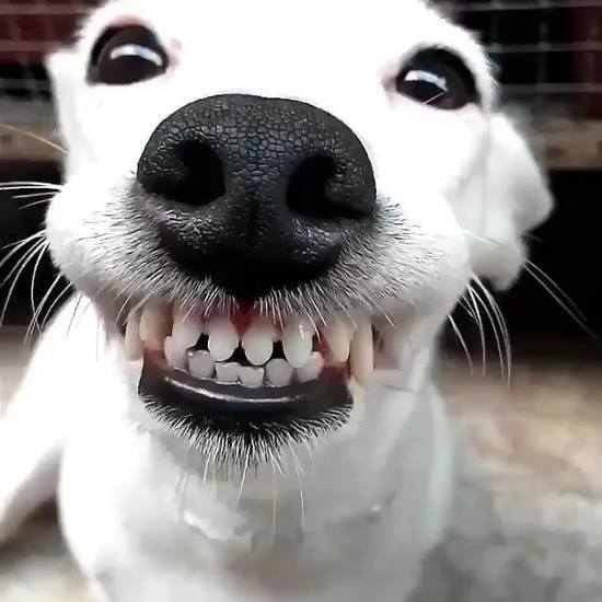 Con chó này cười nhe hàm muốn quánh đây mà :v :v