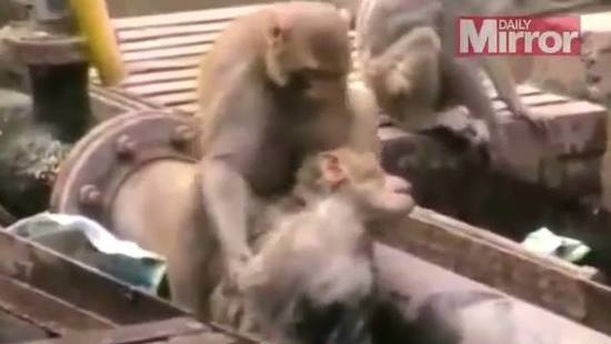 Xúc động với chú khỉ quyết tâm cứu bạn bị điện giật