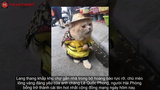 Gặp chú mèo Hoàng Thượng đi chợ vi hành, các -con sen- đều đứng ngồi không yên