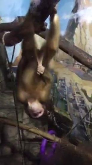 Khi bạn đi vườn thú khỉ 18+