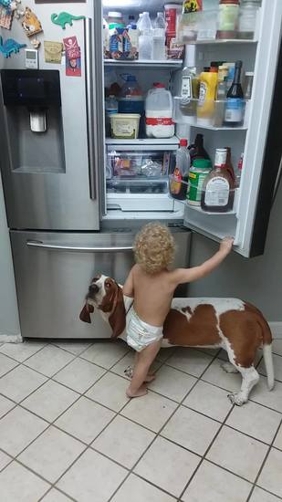 Baby mở tủ lạnh cao nhờ chó cưng siêu dễ thương :)))
