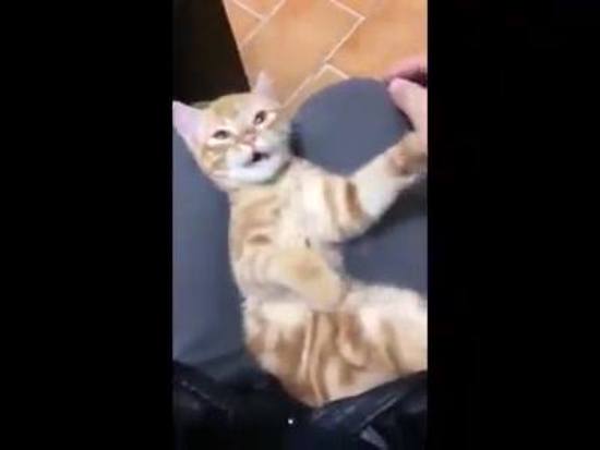 Cơ trưởng mèo dạy cách quẩy