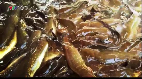 VTV24: Dân vùng nuôi cá lại không dám ăn cá