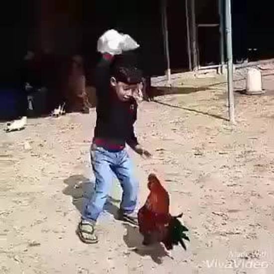 Chú bé đánh lộn với gà cực vui nè !