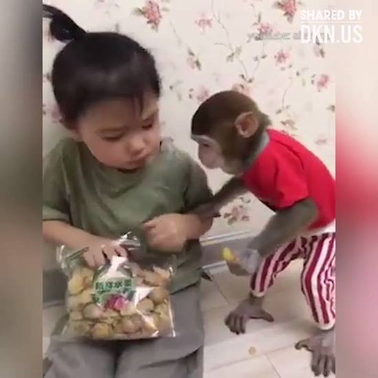 Tình bạn dễ thương giữa bé gái xinh xắn và khỉ con đáng yêu