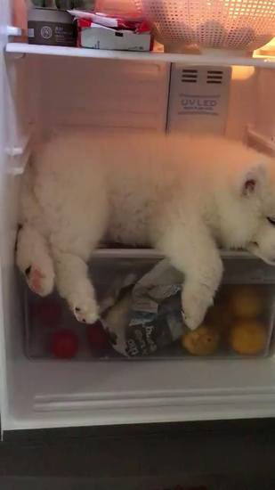Đại Boss định cư trong tủ lạnh vào mùa nóng 